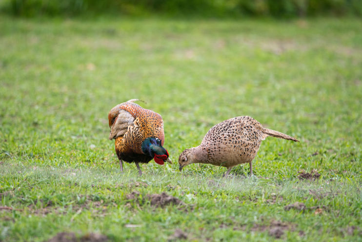 Male and female pheasant looking for food in a field