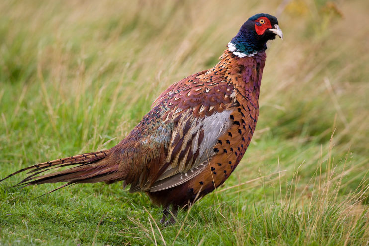 Male pheasant calls out for a mate