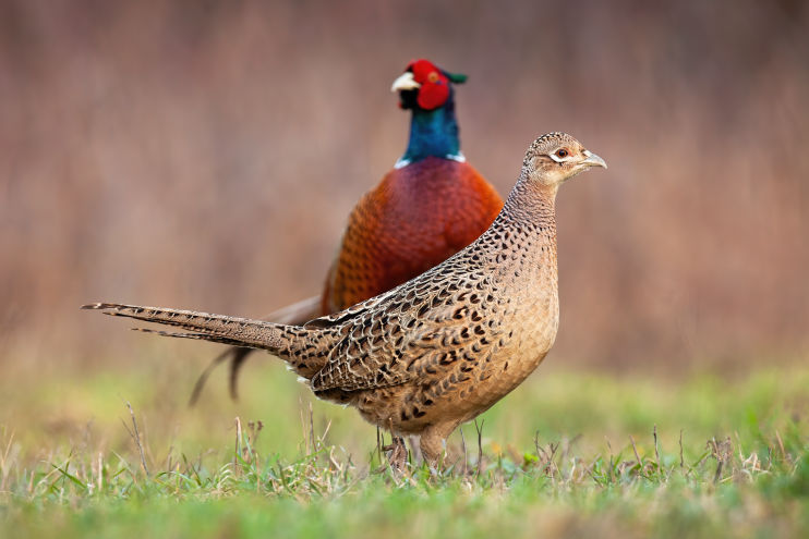 Male and female pheasant looking for food in a field