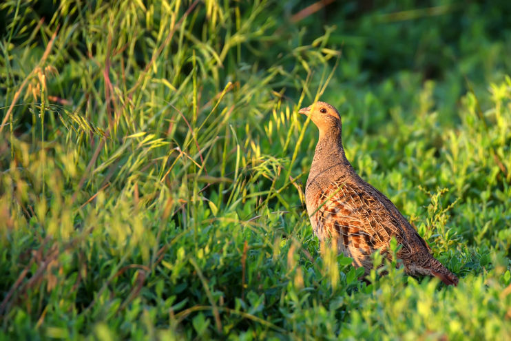 a female pheasant here the sound of the beaters and gets ready to fly 