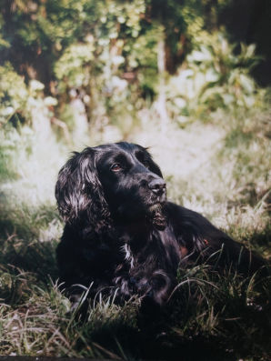 a beautiful cocker spaniel  grabbing some winter sun