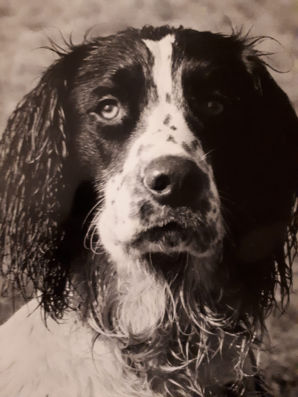 a black and white springer spaniel sit still 