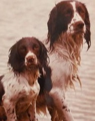 two hard working springer spaniels taking a rest after a water retrieve 