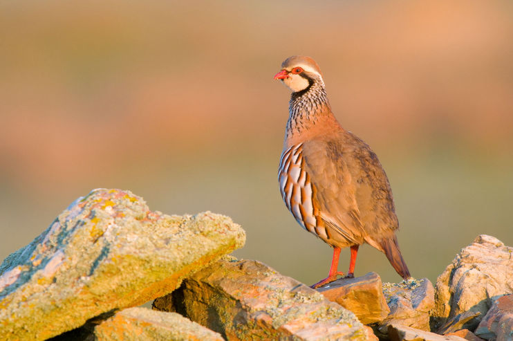 french partridge on top of a wall having a good look around