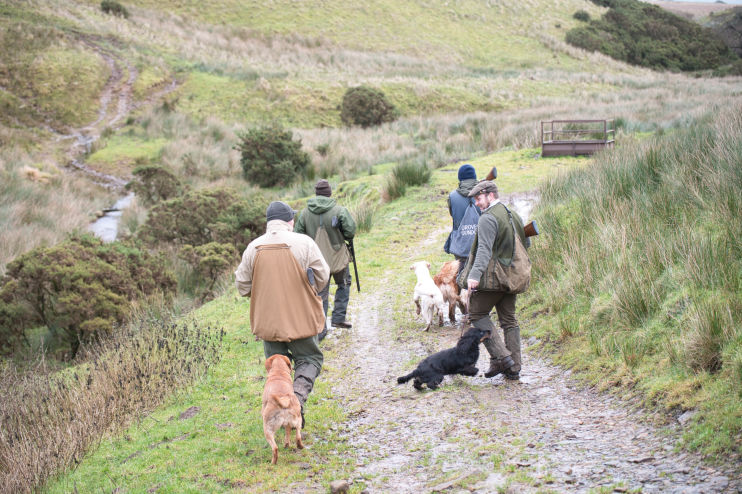 At the end of the day the guns head back to the cars with dogs and birds intow 