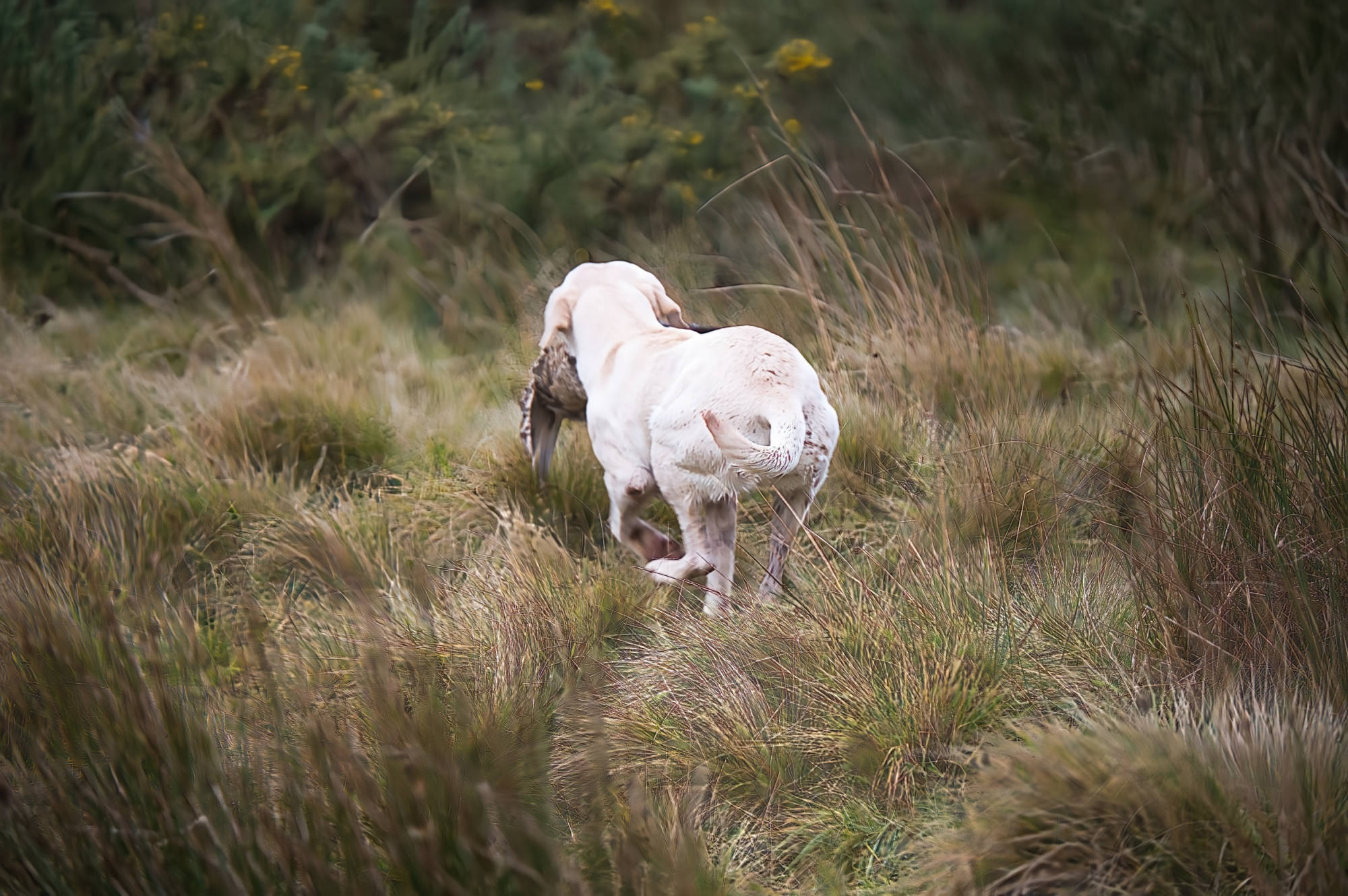 gun dog picking up pheasant from a long way away. 