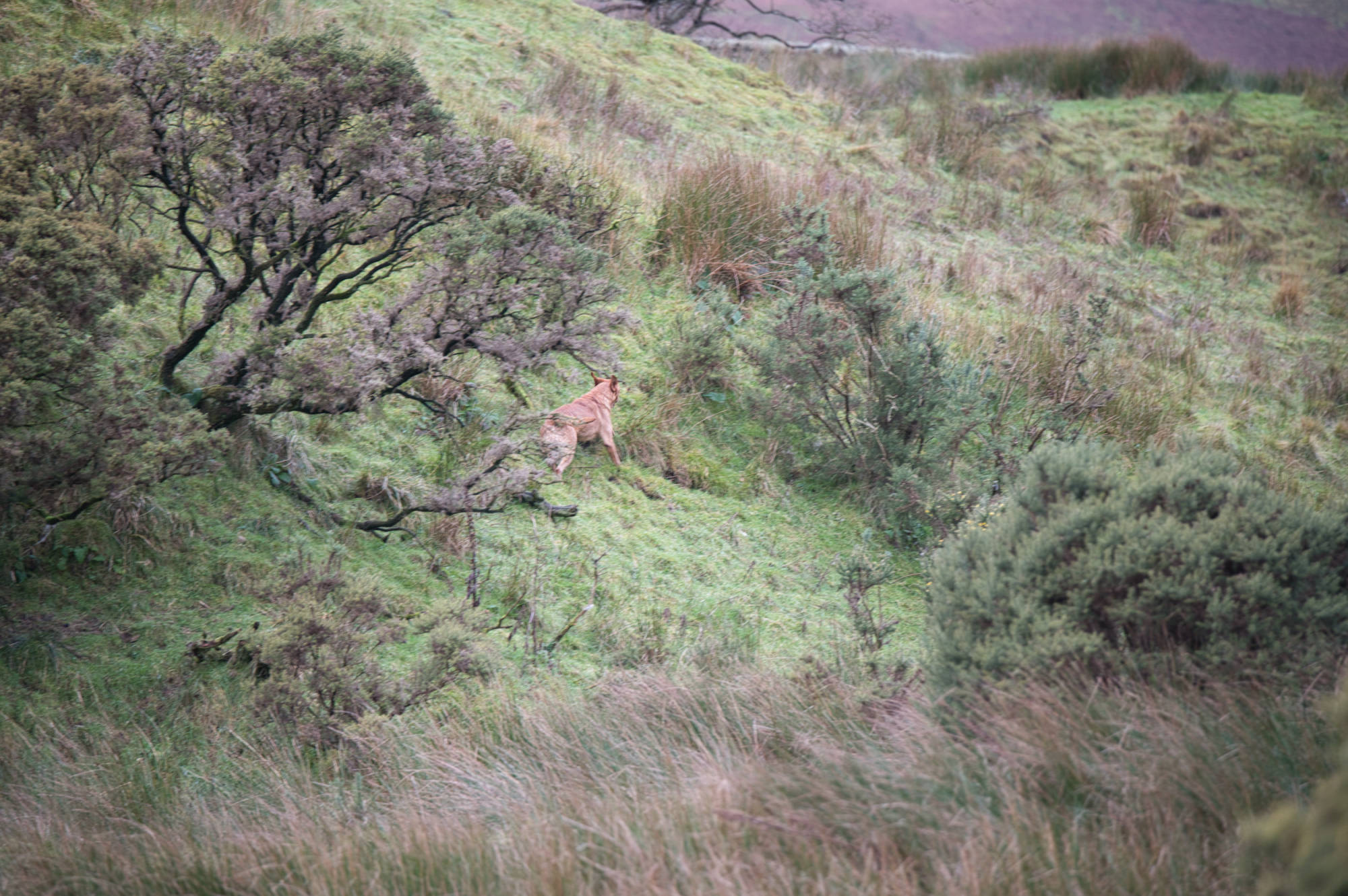 Gun dog working the land hard to drive the birds to the guns