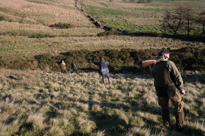 A team of guns  lining up and down a hill ready to  start the drive on a rough shoot on the moors 